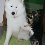 Samojed Márynka