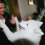 Samojed Márynka