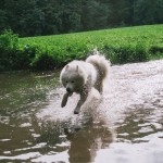 Samojed Maryn