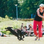 Brněnské psí dny 2014 - agility, dog frisbee a dogdancing