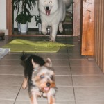 Samojed Márynka
