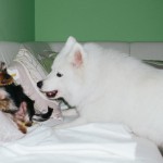 Samojed Márynka