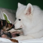 Samojed Márynka
