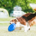 Brněnské psí dny 2014 - agility, dog frisbee a dogdancing