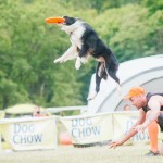 Brněnské psí dny 2014 - agility, dog frisbee a dogdancing