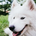 Samojed