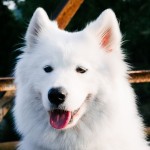 Samojed