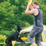 Brněnské psí dny 2014 - agility, dog frisbee a dogdancing
