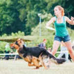 Brněnské psí dny 2014 - agility, dog frisbee a dogdancing