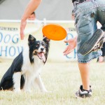 Brněnské psí dny 2014 - agility, dog frisbee a dogdancing