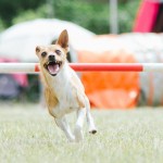 Psí agility