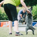 Flyball psí sport