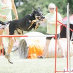 Psí agility