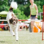 Psí agility