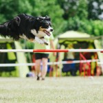 Psí agility