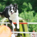 Psí agility