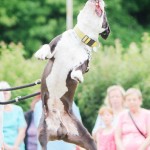 Ukázka bull sportů na brněnských psích dnech