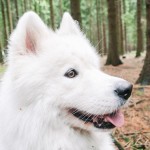 Samojed Maryn