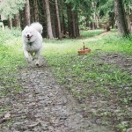 Samojed Maryn