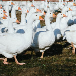 Na husí farmě