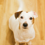 Jack Russell teriér