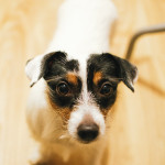 Jack Russell teriér