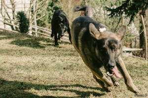 Buči a Ben