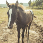 Ranch U Rezavé studánky