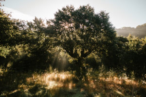 Svatojakubská cesta, pouť Camino de Santiago