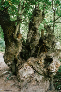 Svatojakubská cesta, pouť Camino de Santiago