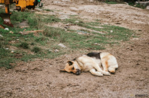 Svatojakubská cesta, pouť Camino de Santiago