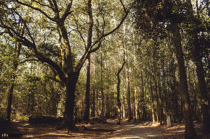 Camino de Frances