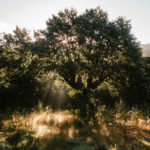 Svatojakubská cesta, pouť Camino de Santiago