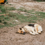 Svatojakubská cesta, pouť Camino de Santiago